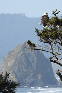 DSCN2131.    Bald Eagles overlooking Haystack Rock