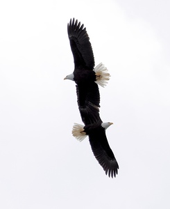 FlyBy Ballet