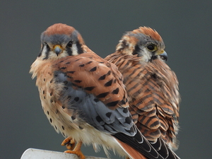 American Kestrel Couple 