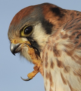 DSCN0447 American Kestrel Wildlife Photography 