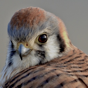 DSCN4050.  Portrait of a American Male Kestrel 3