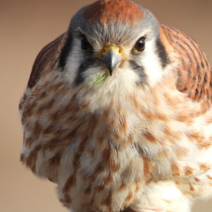 Female American Kestrel 