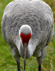 DSCN7074  CLOSEUP of Sandhill Crane