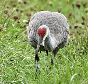 Sandhill Cranes searching for Breakfast
