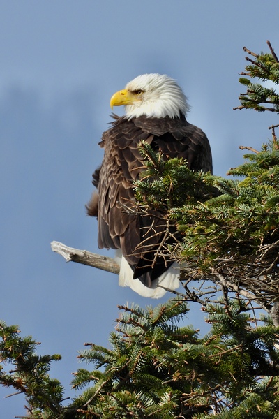 DSCN2247.   Canon Beach Eagles overlooking Haystack by Lyndune