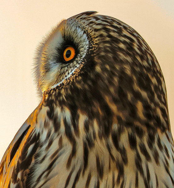  22A9103.      ShortEared Owl Portrait  by Lyndune