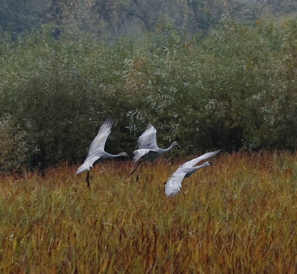  22A7165.  Sandhill Family by Lyndune