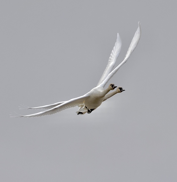  22A9810.  Swans Coming in for a Landing by Lyndune