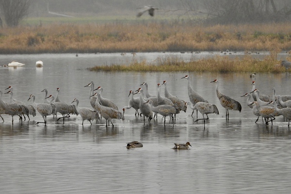 DSCN0090.  Sandhill Crane Morning by Lyndune