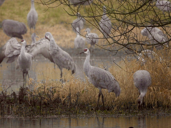 DSCN9131 Sandhill Crane Joy by Lyndune