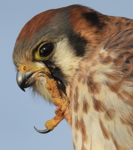 DSCN0447 American Kestrel Wildlife Photography  by Lyndune