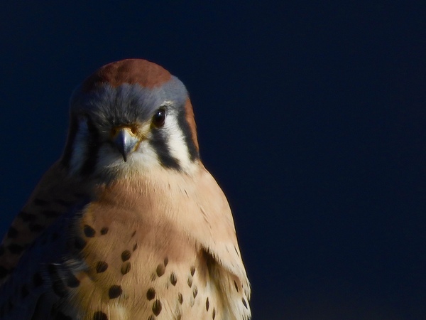 DSCN1711.          Portrait of a Male American Kestrel by Lyndune