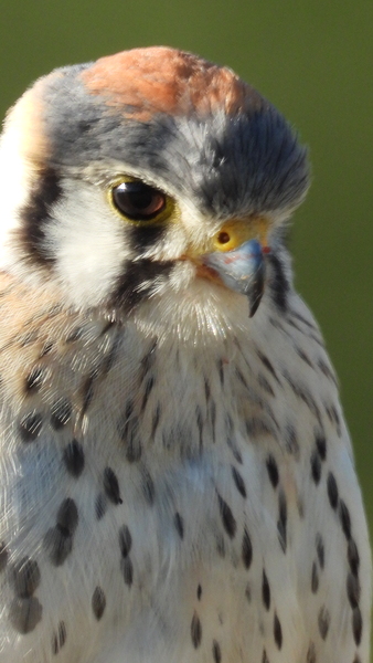 Male American Kestrel Portrait 20222 by Lyndune