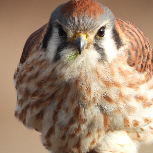 Female American Kestrel  by Lyndune