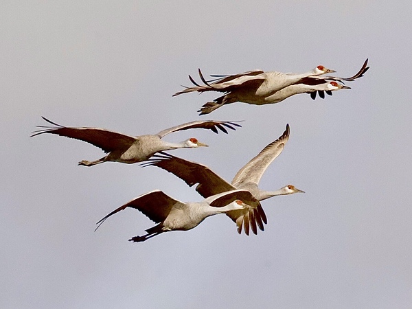  22A9521.  Flying Sandhill Cranes by Lyndune