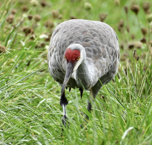 Sandhill Cranes searching for Breakfast by Lyndune