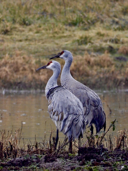 DSCN9471 Sandhill Cranes Couple by Lyndune