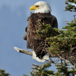 DSCN2247.   Canon Beach Eagles overlooking Haystack