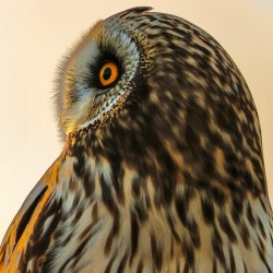 22A9103.      ShortEared Owl Portrait 