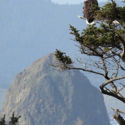 DSCN2131.    Bald Eagles overlooking Haystack Rock