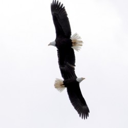 FlyBy Ballet