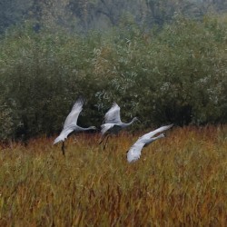  22A7165.  Sandhill Family