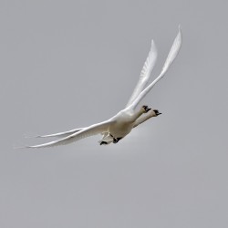  22A9810.  Swans Coming in for a Landing