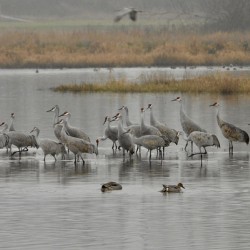 DSCN0090.  Sandhill Crane Morning