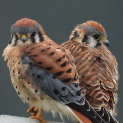 American Kestrel Couple 