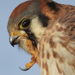 DSCN0447 American Kestrel Wildlife Photography 