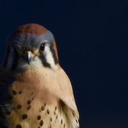 DSCN1711.          Portrait of a Male American Kestrel