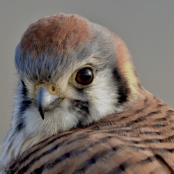 DSCN4050.  Portrait of a American Male Kestrel 3