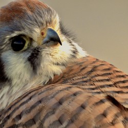 DSCN4066.    Female American Kestrel Portrait 4