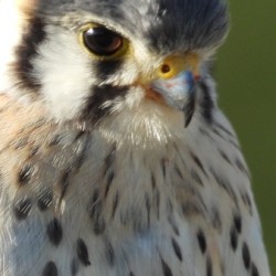 Male American Kestrel Portrait 20222