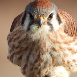 Female American Kestrel 