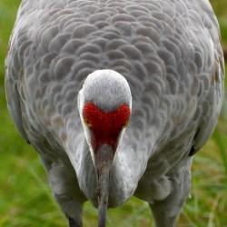 DSCN7074  CLOSEUP of Sandhill Crane