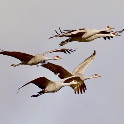  22A9521.  Flying Sandhill Cranes