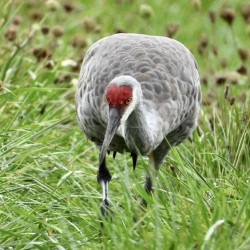 Sandhill Cranes searching for Breakfast