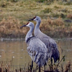 DSCN9471 Sandhill Cranes Couple