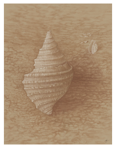 Coquillage a la sanguine 