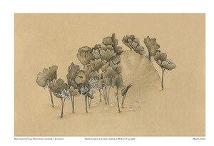 Sanguinaire du Canada