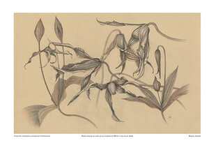 Clematis integrifolia