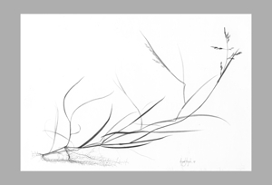 Torreyochloa pallida var fernaldii