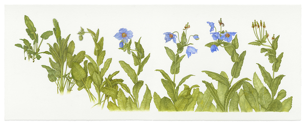 Pavot bleu   format 18 po sur la largeur by Marcel Jomphe