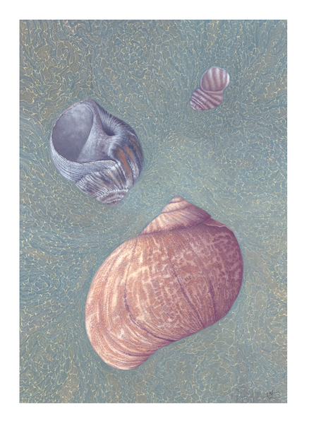 Borlicoco by Marcel Jomphe