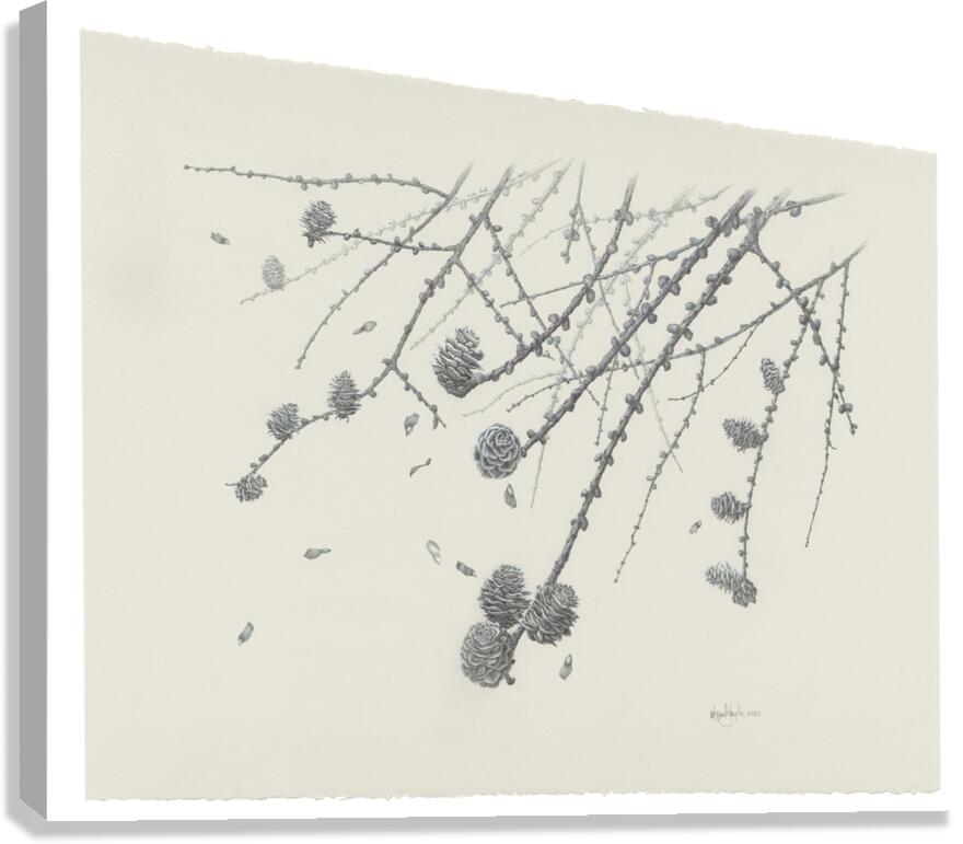 Mélèze Canvas Print