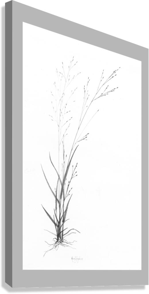 Panicum flexile Canvas Print