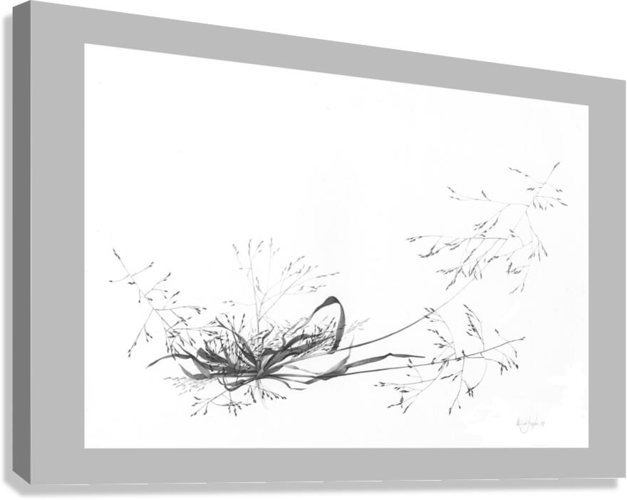 Panicum tuckermanii Canvas Print