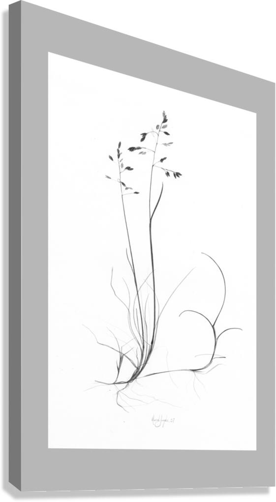Poa artica Canvas Print