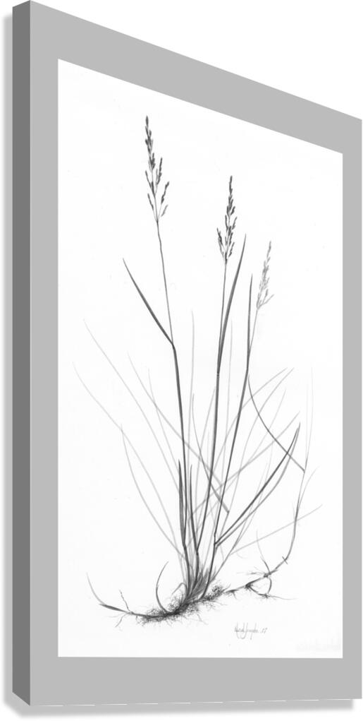 Poa labradorica Canvas Print